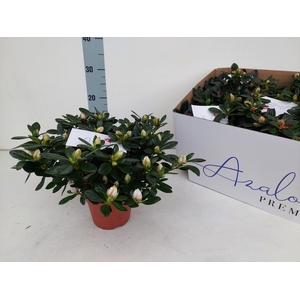 RHODO SI GEM 5 SRT