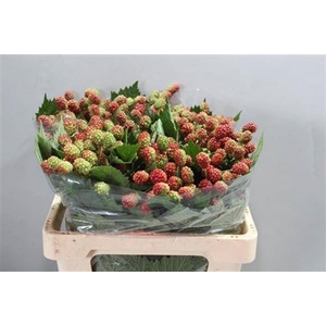 Rubus Fr Chester Ex