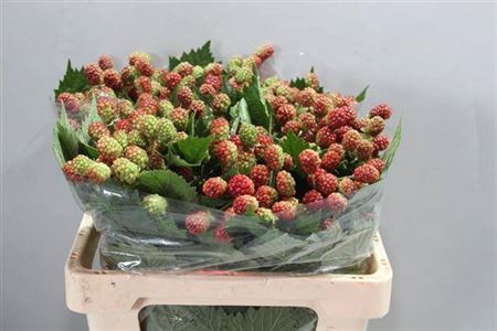 <h4>Rubus Fr Chester Ex</h4>