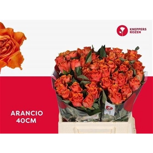 R Gr Arancio