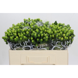 Hypericum Coco Bamboo