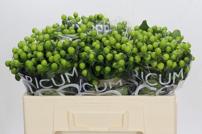 <h4>Hypericum Coco Bamboo</h4>