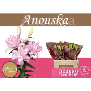 LI OR DU ANOUSKA