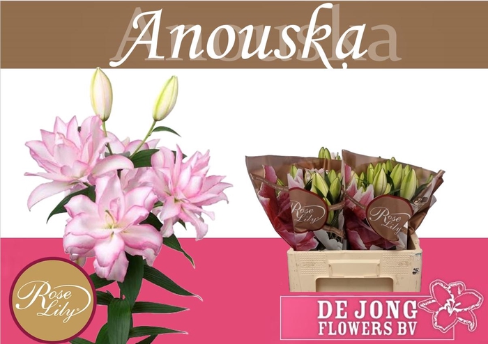 <h4>LI OR DU ANOUSKA</h4>