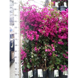 Bougainvillea  'Sanderiana'