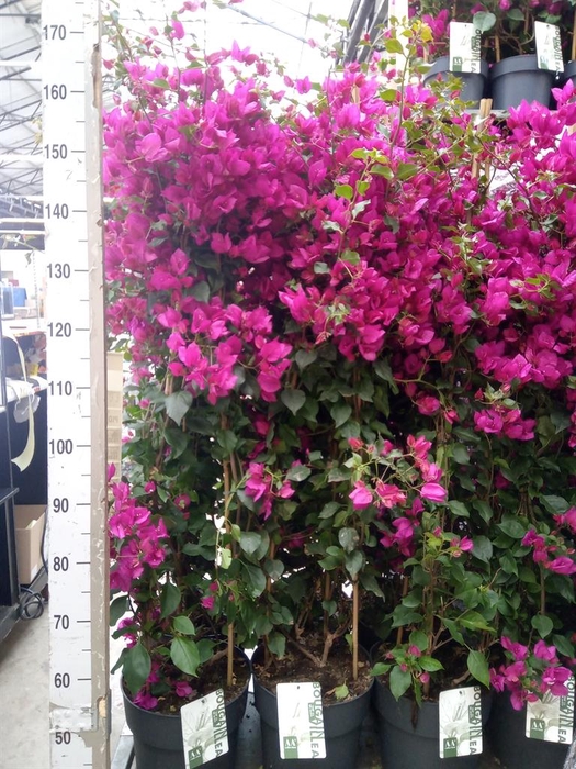 <h4>Bougainvillea  'Sanderiana'</h4>