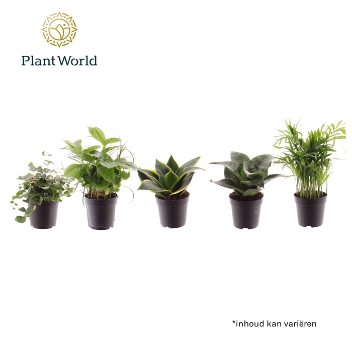 <h4>Kamerplanten</h4>