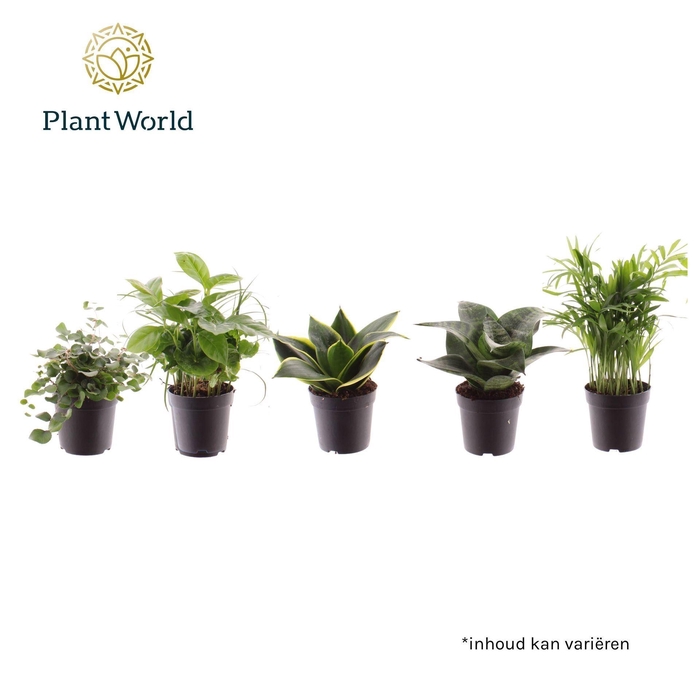 kamerplanten