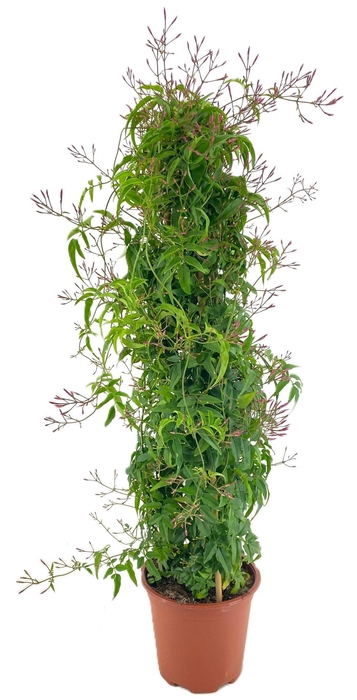 <h4>Jasminum polyanthum</h4>