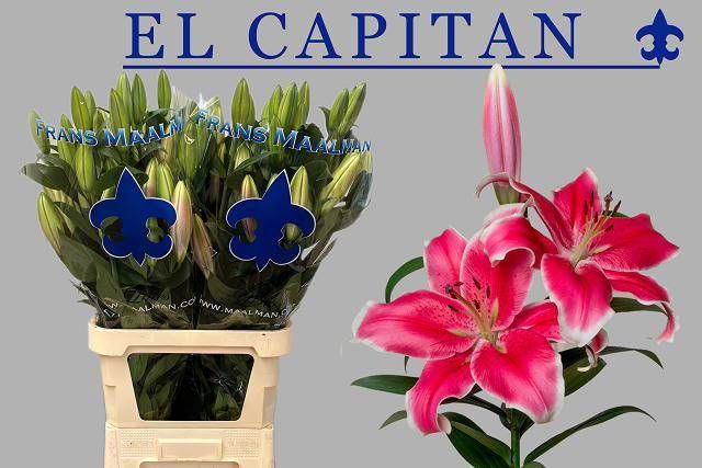 <h4>LI OT EL CAPITAN</h4>