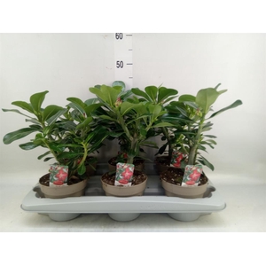 Adenium obesum 'Anouk'