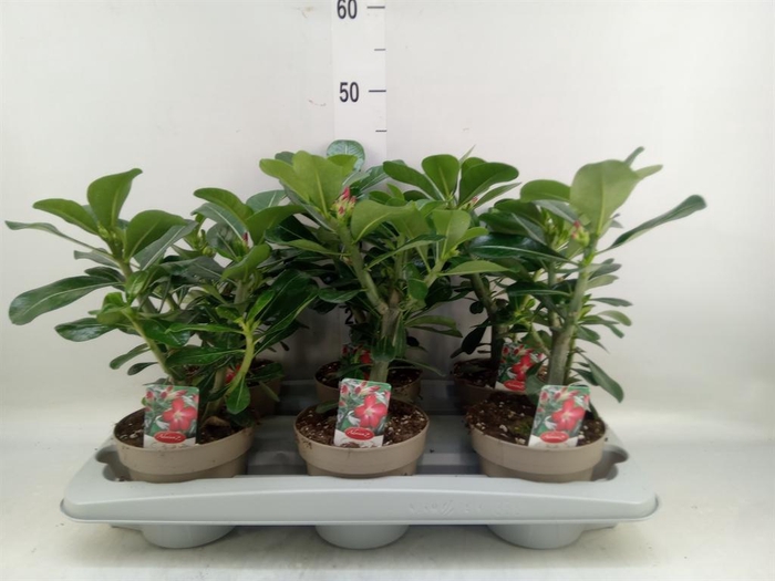<h4>Adenium obesum 'Anouk'</h4>