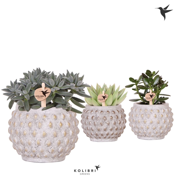 <h4>Succulents   ...mix 3</h4>