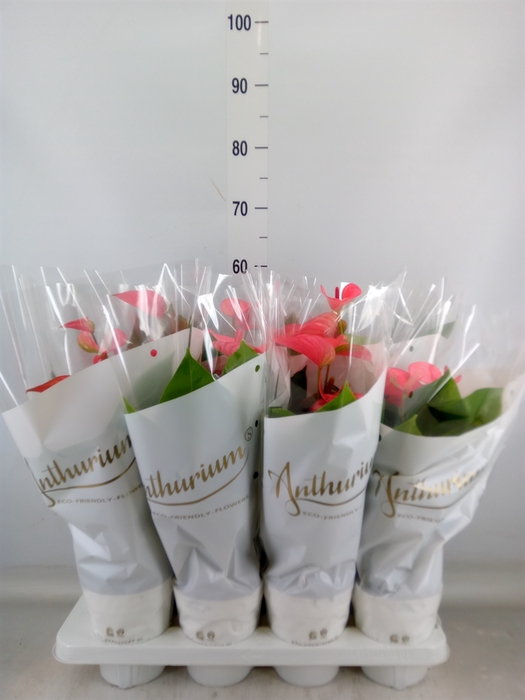 <h4>Anthurium andr. 'Pink Champion'</h4>