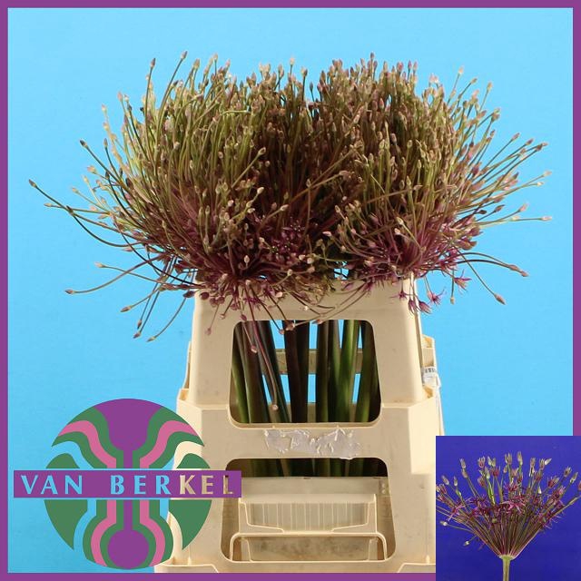 <h4>ALLIUM SCHUBERTII</h4>