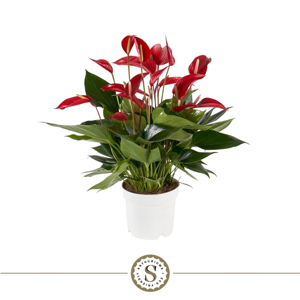 <h4>Anthurium Mille Fleurs Roja 17cm</h4>