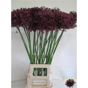 Allium Grootbloemig