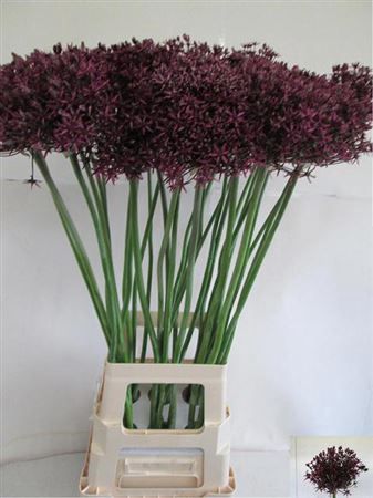 Allium Grootbloemig