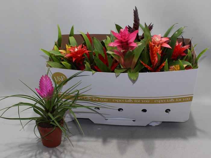 <h4>BROMELIA GEM</h4>