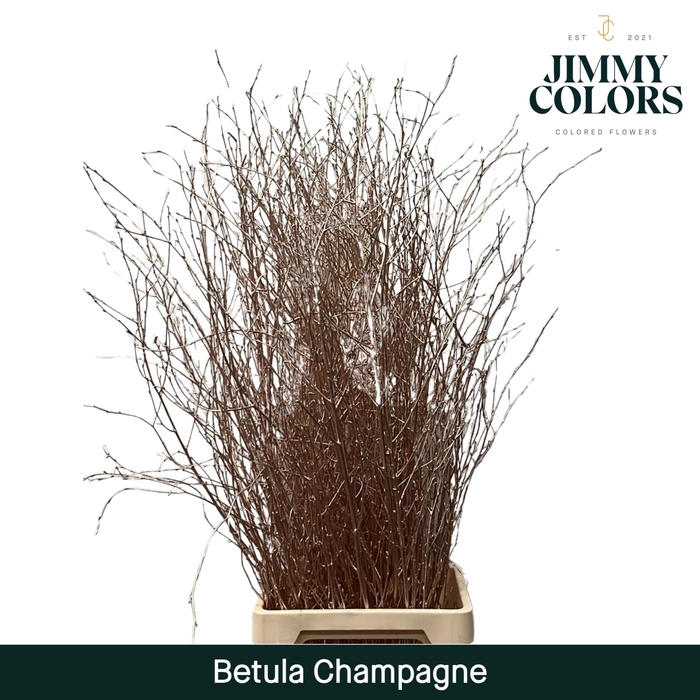 <h4>Betula L120 Mtlc. Champagne</h4>