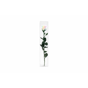 Ro Pres Stem 50cm Rainbow Pastel