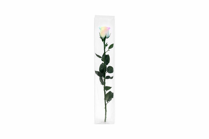 <h4>Ro Pres Stem 50cm Rainbow Pastel</h4>