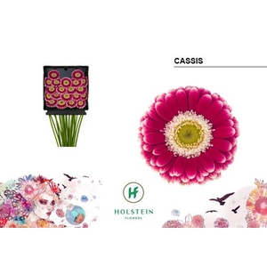 Germini Cassis Diamond Per Kaart