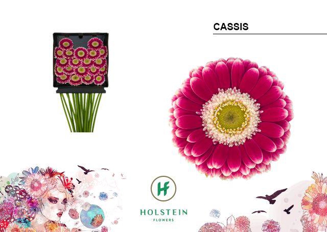 <h4>Germini Cassis Diamond Per Kaart</h4>