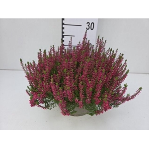 CALLU GA G FRANCA