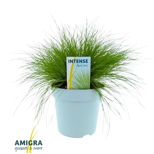 Deschampsia flexuosa AmiLime®
