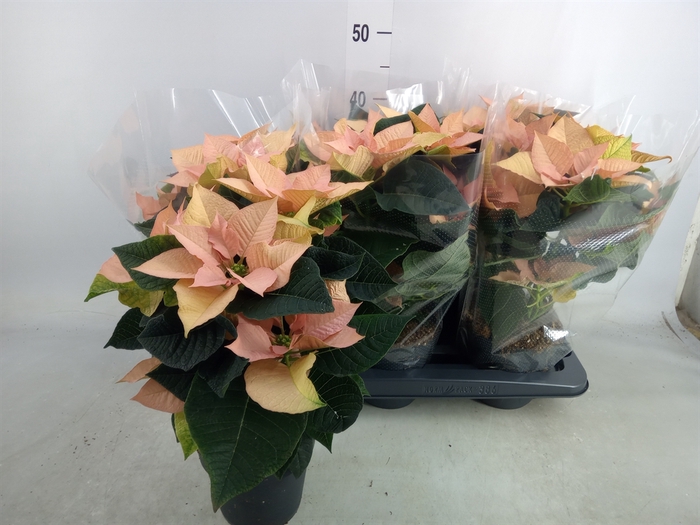 <h4>Euphorbia pulc. 'Autumn Leaves'</h4>