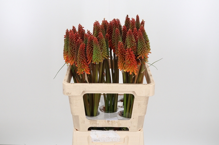 <h4>Kniphofia Alcazar</h4>