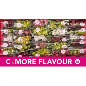 Mini cymbidium 'Mix 30' cm