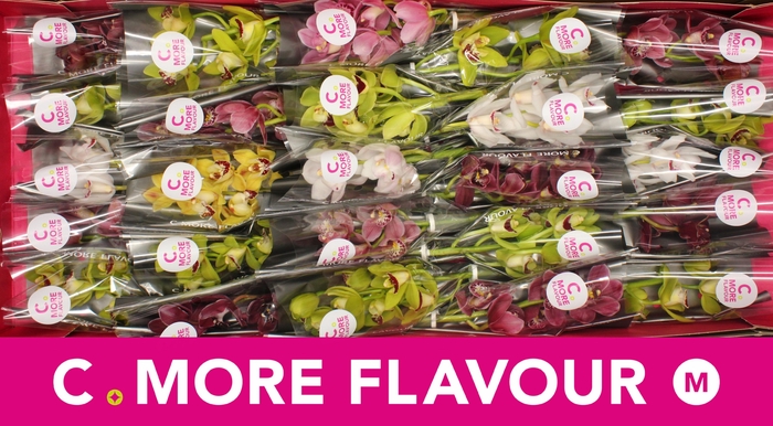 <h4>Mini cymbidium 'Mix 30' cm</h4>