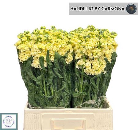 <h4>Matth Iron D Yellow</h4>