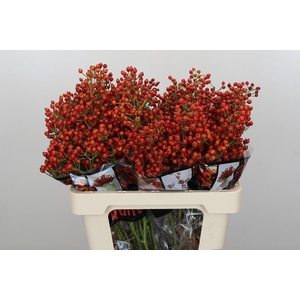 Rozenbottel Autumn Rosefruits