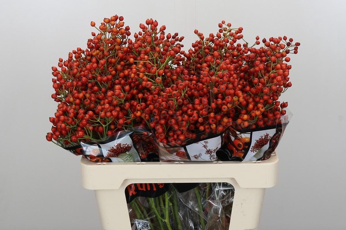 Rozenbottel Autumn Rosefruits