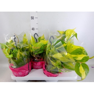 Philodendron scand. 'Brasil'