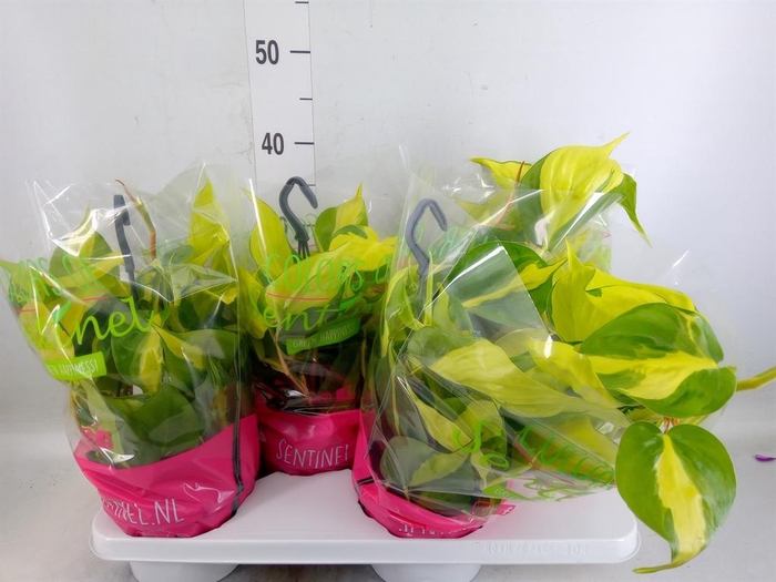 <h4>Philodendron scand. 'Brasil'</h4>