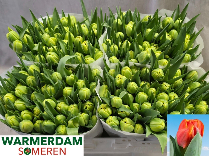 <h4>TU DU ICOON</h4>