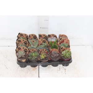 SUCULENTAS VARIADAS ESPECIAIS P06