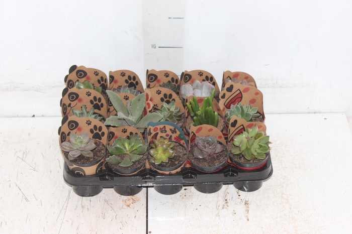 <h4>SUCULENTAS VARIADAS ESPECIAIS P06</h4>