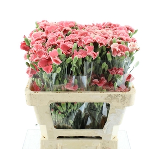 Di Tr Simply Salmon Extra