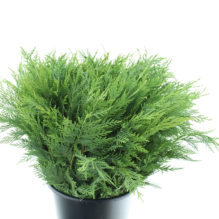 <h4>Conifeer 400 Gram (ca 15 Stems P Bunch))</h4>