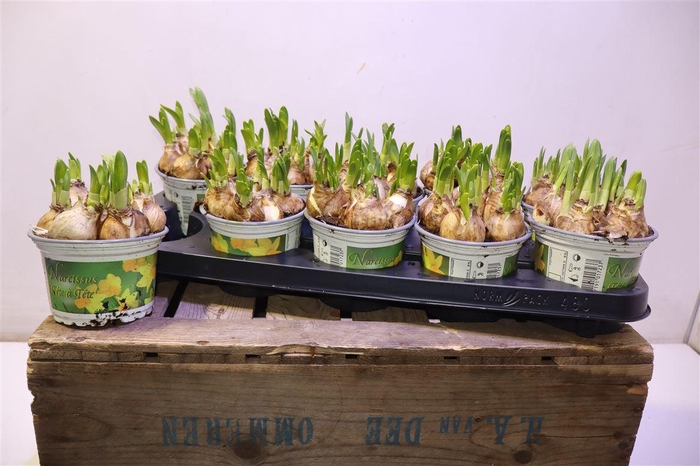 <h4>arr8 Narc O Tete A Tete</h4>