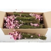 DF Acrolinium Bs Pink
