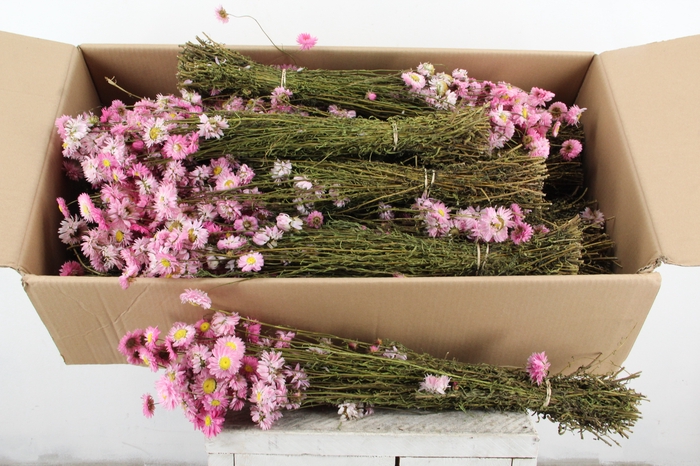 DF Acrolinium Bs Pink