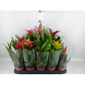 Bromelia   ...mix