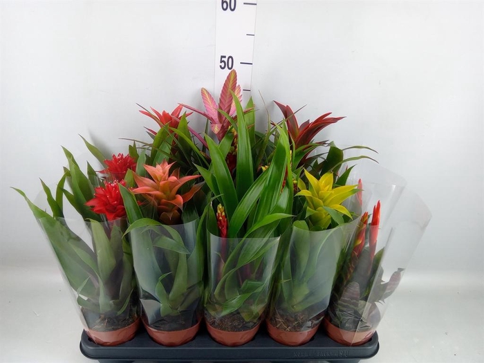 <h4>Bromelia   ...mix</h4>