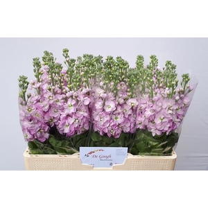 MATTHIOLA INCANA 'MATHILDA PINK'